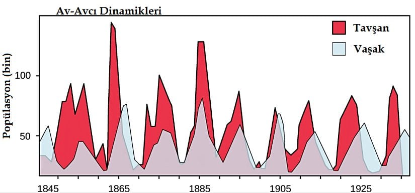 Şekil 19.4.1: Kuzey Ontario bölgesinde Amerika tavşanı ve vaşak popülasyon döngüsü, bir av-avcı dinamiği örneği.