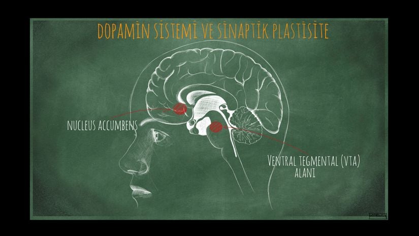 Beynimizde dopamin salınımıyla ilgili kritik bölgeler