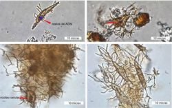 DNA Kalıntıları 6 Milyon Yıllık Kaplumbağa Fosilinde Bulundu.