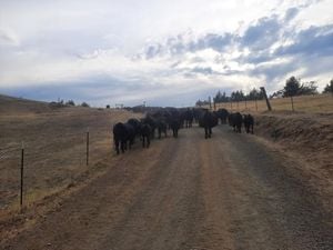 Record Beef Prices Trigger Federal Probe And Industry Turmoil