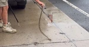 Woman's Harrowing Encounter With Snake While Driving