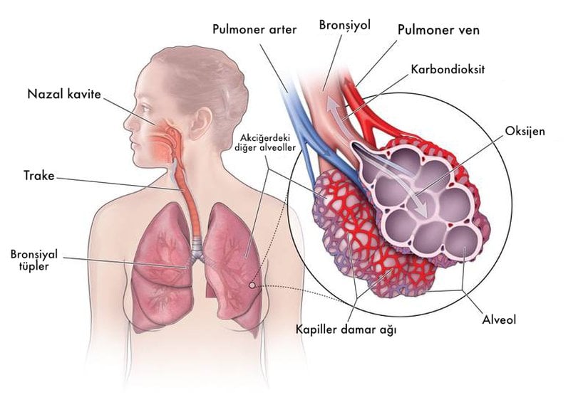 Solunum yollarının kabaca anatomik şeması.