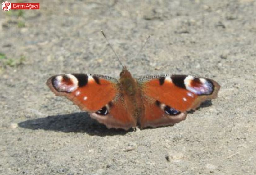 Tavus kelebeği (Nymphalis io) kanat üstü görüntüsü, Samsun.