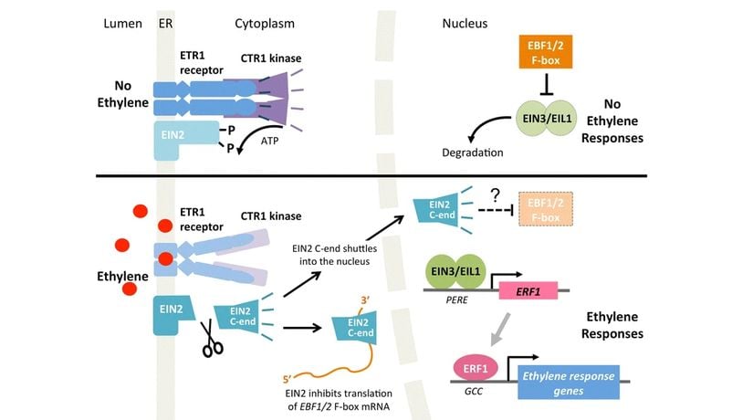 Metinde açıklandığı gibi çekirdek etilen sinyal yolunun modeli: Üstte; etilen sinyalinin yokluğunda, ETR1 izoformu ile temsil edilen etilen reseptörleri, EIN2 fonksiyonunu baskılayan CTR1 protein kinazı aktive eder. Çekirdekte, ana transkripsiyon faktörleri EIN3 / EIL1 degrede olur. Altta; etilen tespit edildiğinde, etilen reseptörleri artık CTR1'i aktive etmez, bu da F-box proteinleri EBF1 / 2'nin protein translasyonunu inhibe eden EIN2 C-END'in proteolitik salınımına neden olur. EIN3 / EIL1 sonuç olarak stabilize edilir ve ERF1 transkripsiyon faktörünü içeren kapsamlı bir transkripsiyonel kademeyi düzenler.