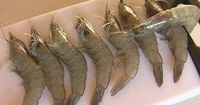 FDA issues recall for potentially radioactive shrimp sold at Walmart