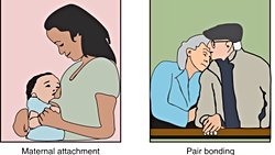 Oksitosin Hormonunun  Sosyal Davranışa Etkisi Var Mı ?