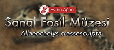 Allaeochelys crassesculpta (Domuz Burunlu Kaplumbağa)