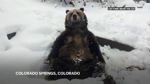 Grizzly Bear Takes Joyful Snow Day At Zoo