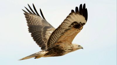 Kızıl şahin (Buteo rufinus)