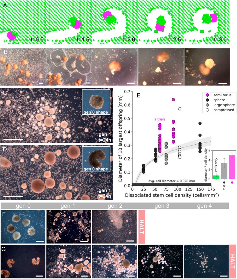 Xenobot 3.0'ın davranışlarını ve başarısını gösteren bir grafik.