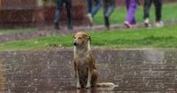 Cloud Seeding Delhi: Artificial Rain Trial a Success