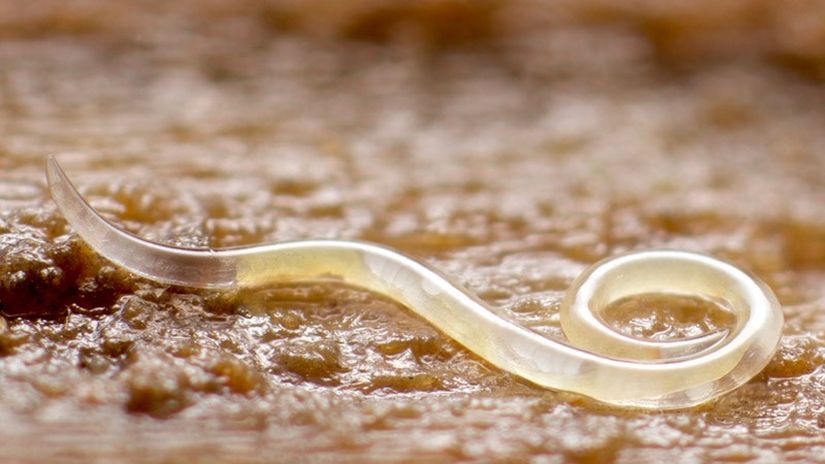 Yuvarlak Solucanlar (Nematoda) üyesi.