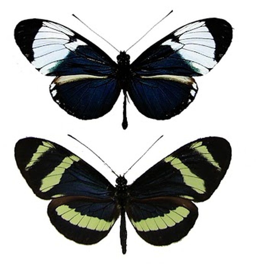 Yukarıdaki: Heliconius cydno. Aşağıdaki: H. pachinus