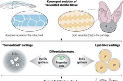Yenileyici Tıp İçin Büyük Adım: Yeni İskelet Dokusu Keşfi.