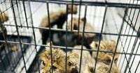Somaliland Cheetah Rescue