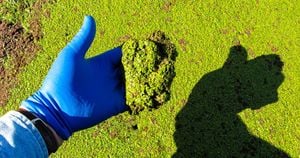 Optimal Duckweed Cultivation Concentration Found For Pollutant Removal