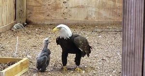 Murphy The Bald Eagle Dies After Storms Following Fame For Incubation