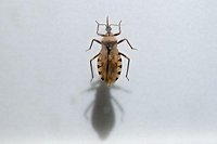 Chagas Disease Is Spreading In The US—Here's What's Behind It