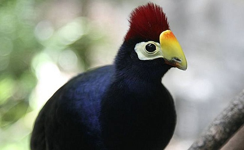 Musophaga rossae, kanatlarında turasin bulunan kuş türlerinden biri