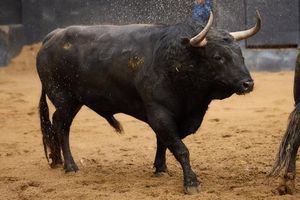 Seville Bullfight Features Morante De La Puebla And Friends