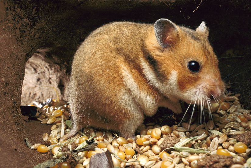 Mesocricetus auratus (Suriyeli / Altın Hamster)