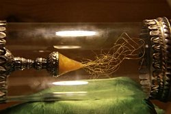 Önemli şahsiyetlerin genetik kalıntılarından  fiziksel özellikleri bulunabilir mi?