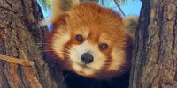 Star, Omaha Henry Doorly Zoo’s only red panda, has died
