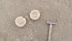 Sizce bu fosil hangi canlıya ait? Yumurta fosili olabilir mi?