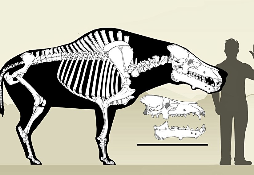 Daeodon Shoshonensis Boyutu