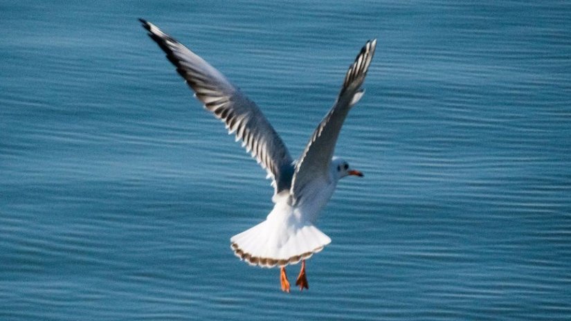 Karabaş martı (Chroicocephalus ridibundus)
