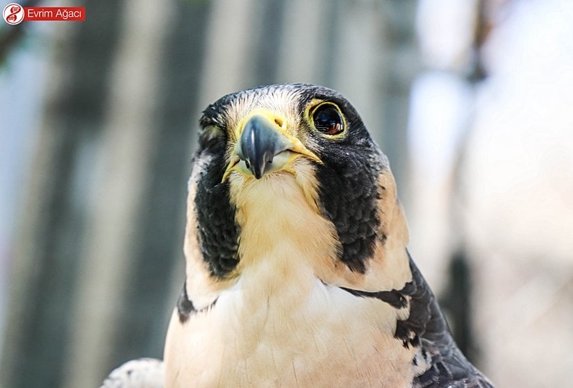 Vahşi Yaşam Rehabilitasyon Merkezi'nde sağ gözü yaralanmış bir yetişkin, Lubbock/Teksas.