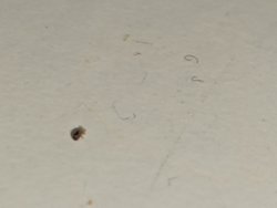 Bu böcek türü nedir, zararlı mıdır?