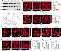 Foxk1 and Foxk2 promote cardiomyocyte proliferation and heart regeneration - Nature Communications