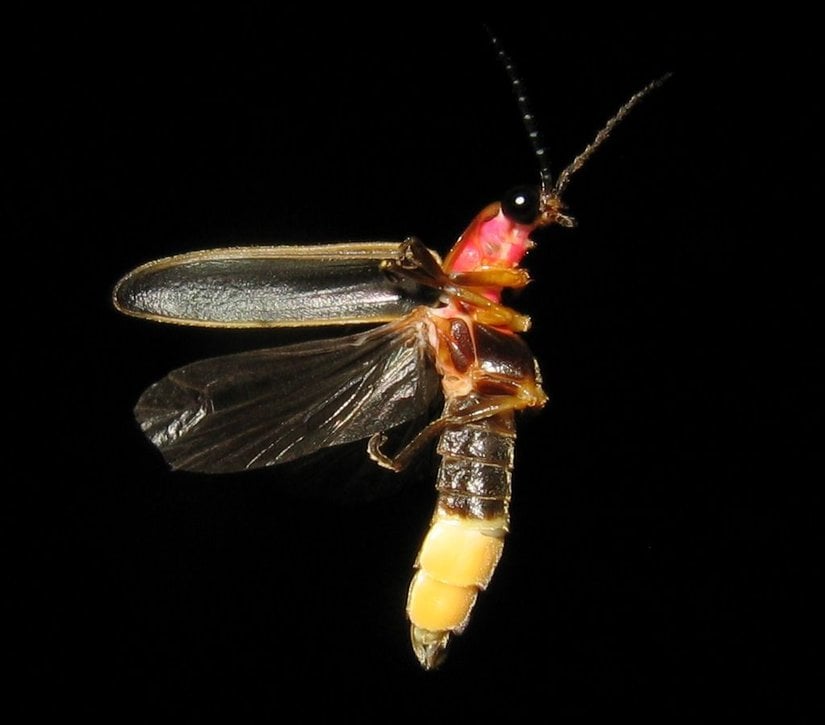 Görsel 2. Photinus Ateş Böceği