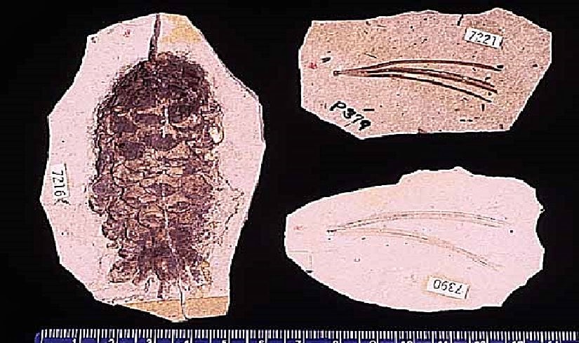 Çam Fosili Örneği (Kozalağı ve İğne Yaprağı İle Birlikte)