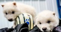 There's no business like de-extinction business: The dire wolf lives
