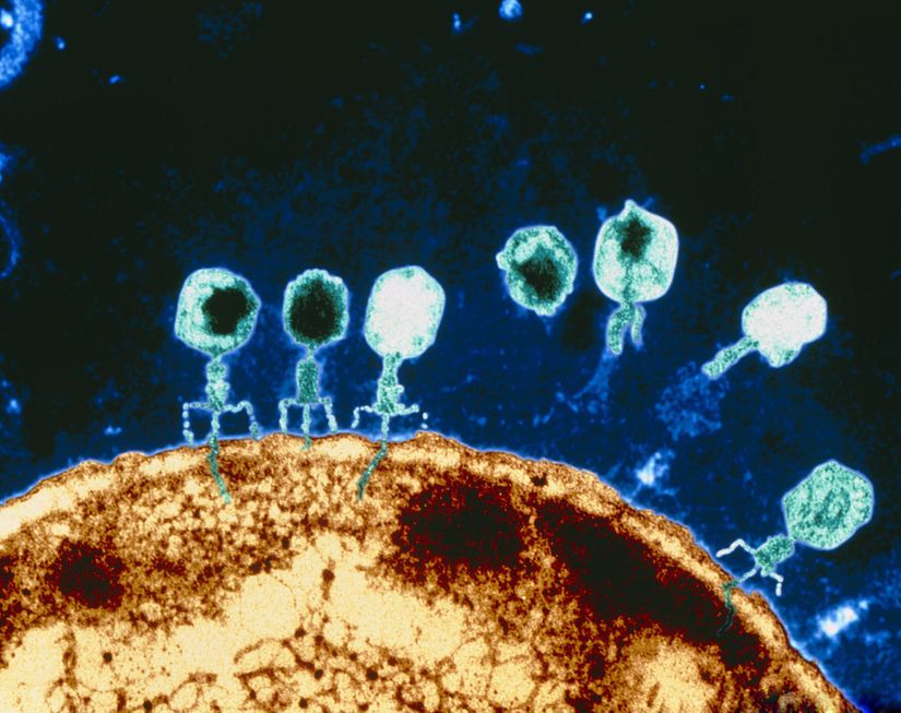 Bacteriophage Viruses Infecting a Host Cell