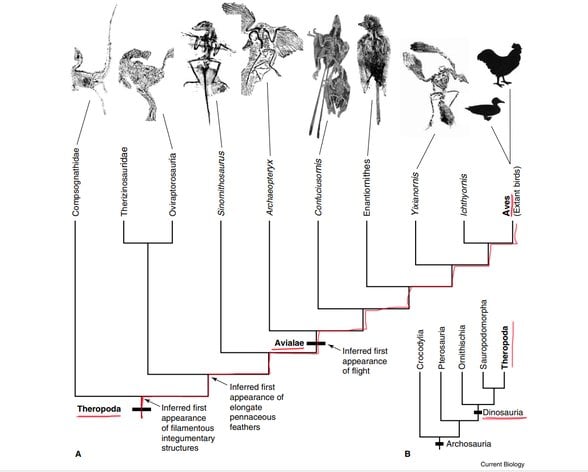 Dinozorların evrim agacı