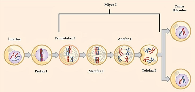 İlk mayoz bölünme