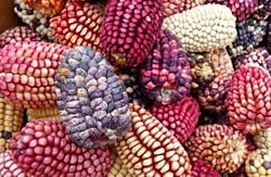 Evrim Mekanizmaları - 10: Transpozonlar