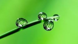 Mendel Yasaları ve Genetik: Mendel'in Kalıtım Kanunları (Mendel İlkeleri) Nelerdir?