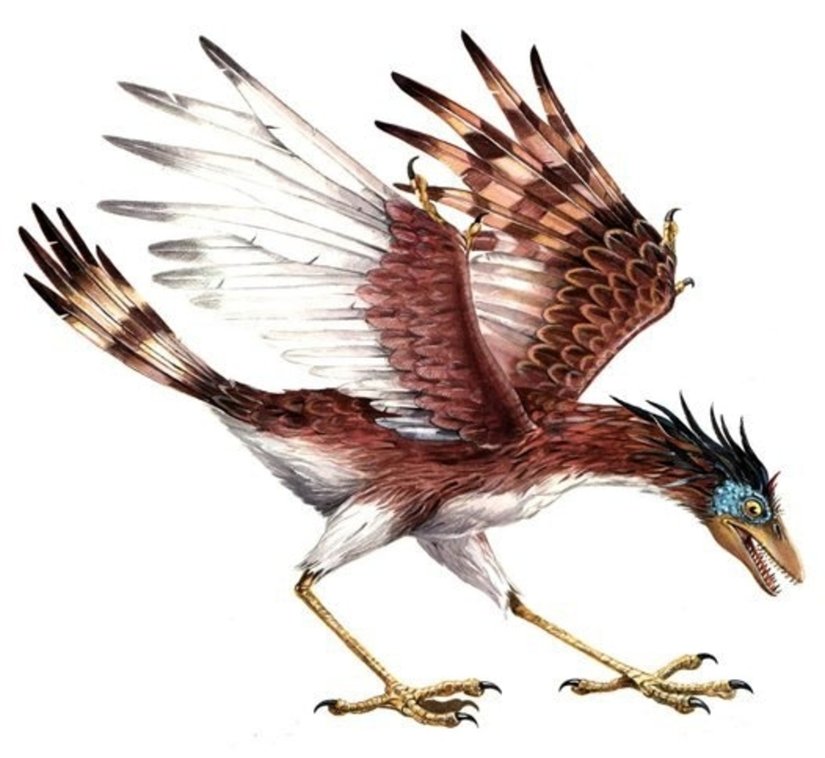 Sinornis