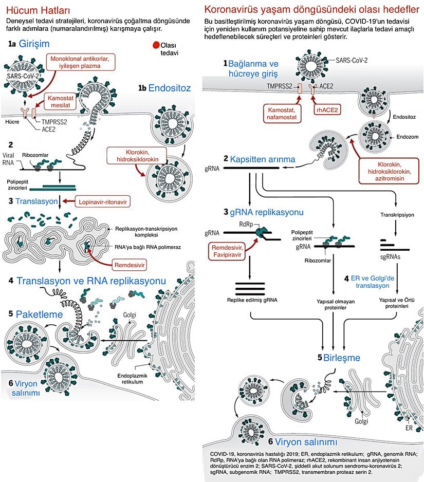 Koronovirüs bizi nasıl ele geçiriyor?