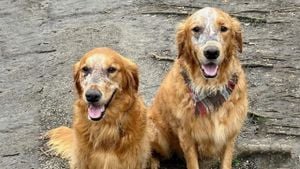 Golden Retrievers Embrace Friendship And Playfulness With Other Pets