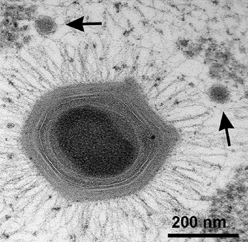 Dev mimivirüs. Takemura’nın hipotezine göre, uzun zaman önce bir dev virüs, viral fabrikasını oluşturup kendi genomunu bununla çevrelerken aynı zamanda enfekte ettiği arkenin genomunu da içeri aldı. Fakat enfekte hücrelerin pek çoğunun aksine, bu konak hücre virüsün bariyer inşa etme numarasını çalmayı başardı ve kendi genomunu virüsünkinden koruyan, kendi bölmesini oluşturdu. Zamanla, bu yarı geçirgen bariyer bugün çekirdek olarak bildiğimiz yapıya evrildi.