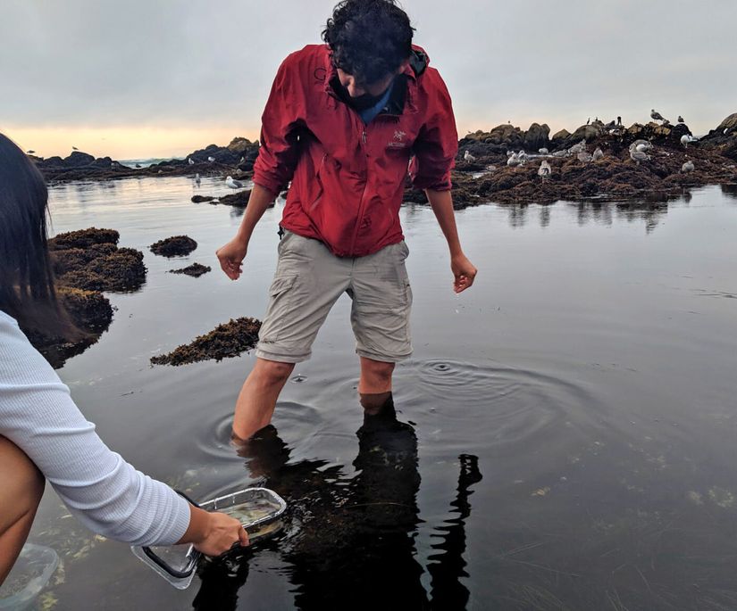 Prakash Pacific Grove - California'da Trichoplax ararken