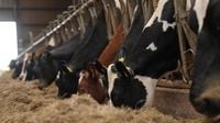 Concerns over review into council farms estate