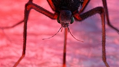 Girit'te Keşfedilen Bakteri, Sivrisinek Larvalarını Yok Eden Bileşikler Üretiyor!