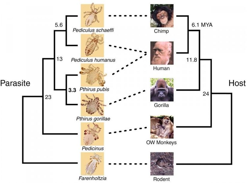Binbir farklı açıdan doğrulanmış primatlara ait evrim ağacının, hiç beklenmedik bir diğer açıdan doğrulanmasına ve kullanımına yönelik bir görsel. Kasık biti olarak bilinen Pthirus pubis ve kafa biti olarak bilinen Pediculus humanus böceklerinin nereden geldiğini ve evrimle ilişkisini gösteren, karşılıklı olarak filogenetik ağaçların çakıştırılmasıyla bu hastalık yapıcı canlıları daha iyi anlamamızı sağlayan bir görsel.