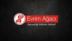 Kilit taşı tür